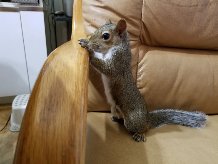 Необычный питомец: как выглядит жизнь с ручной белкой