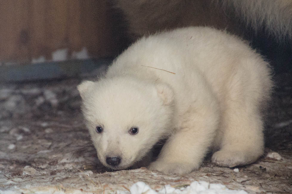 Вышли из укрытия Вышли из укрытия