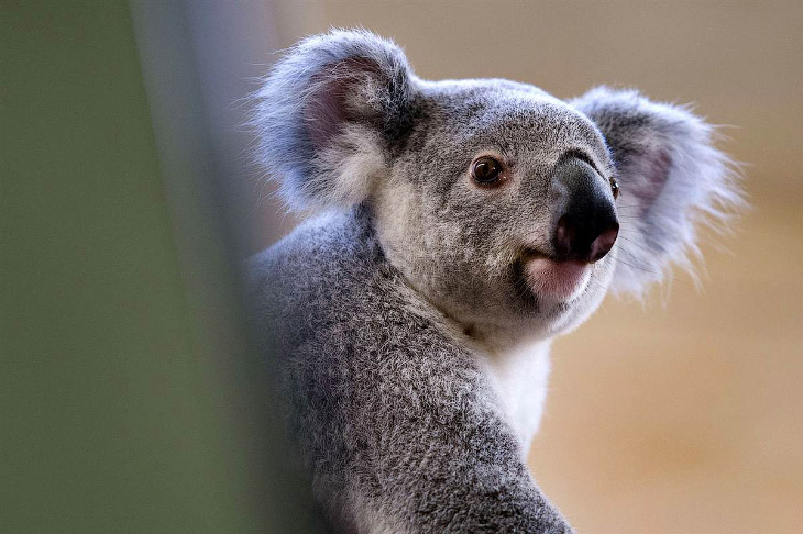 Животные в фотографиях