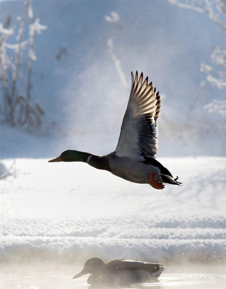 Животные в фотографиях