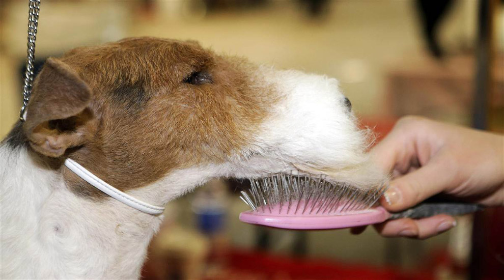 Животные в фотографиях