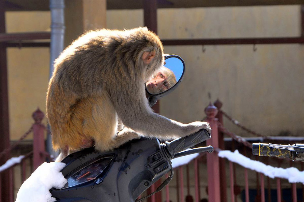 Животные в фотографиях