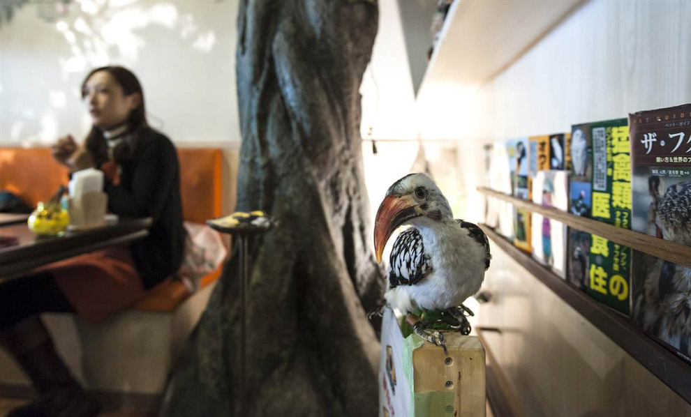 Животные в фотографиях