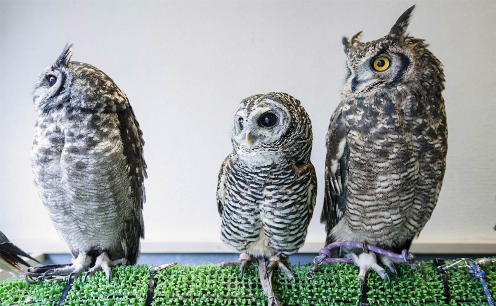 Животные в фотографиях