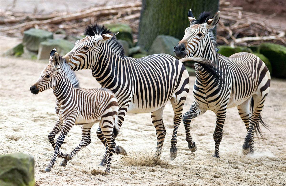 Животные в фотографиях