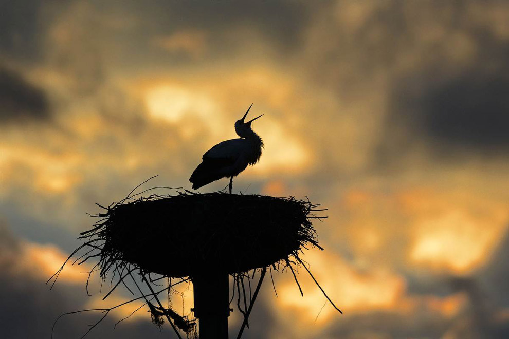 Животные в фотографиях