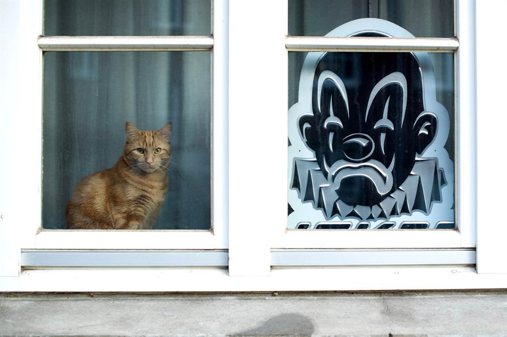 Животные в фотографиях