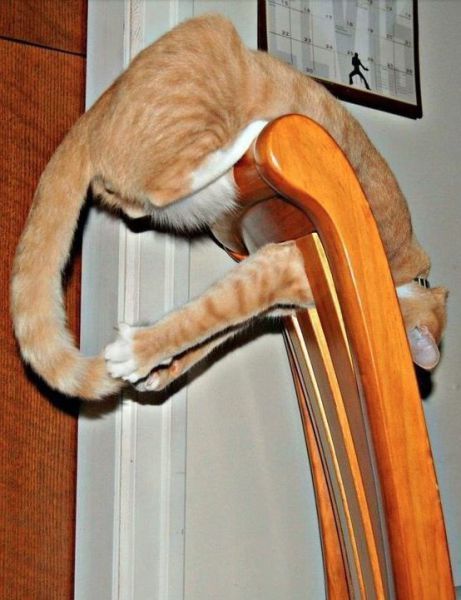 Прикольные картинки (107 фото)