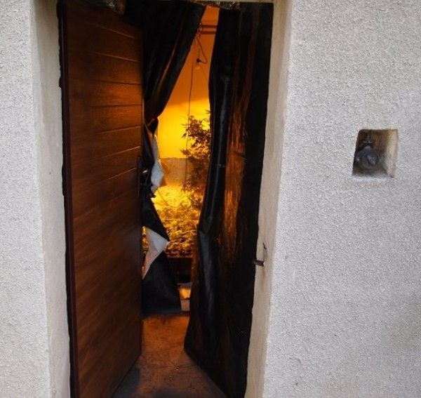 Домашний огород (5 фото)