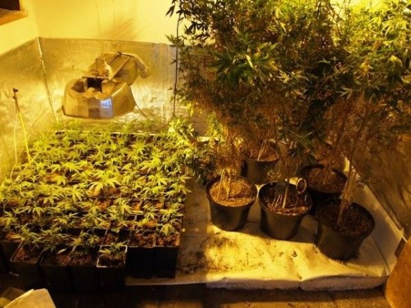 Домашний огород (5 фото)