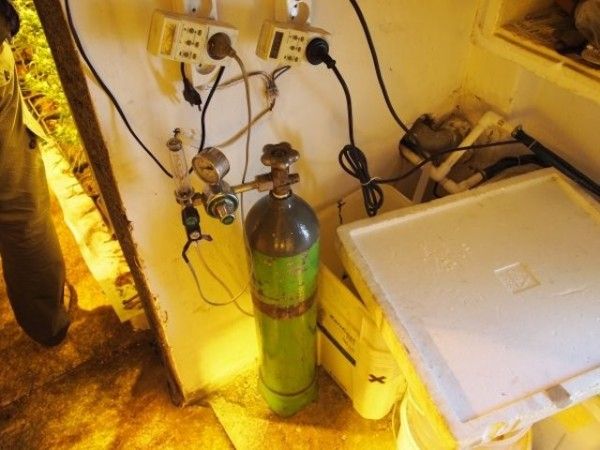 Домашний огород (5 фото)