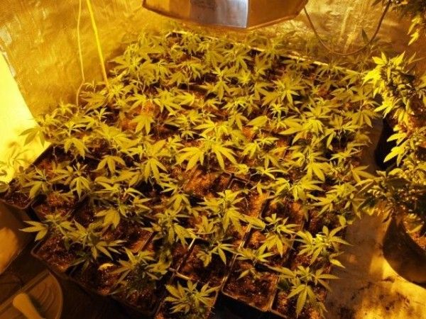 Домашний огород (5 фото)