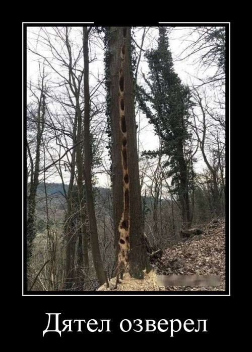 Демотиваторы