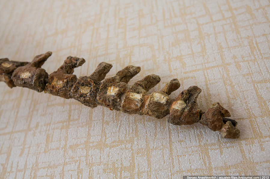 Как реставрируют динозавров Как реставрируют динозавров