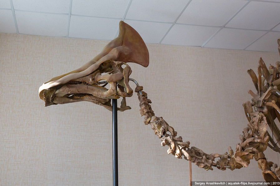 Как реставрируют динозавров Как реставрируют динозавров