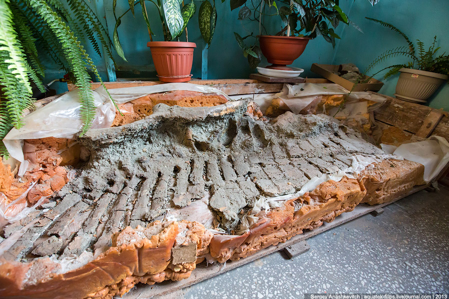 Как реставрируют динозавров Как реставрируют динозавров