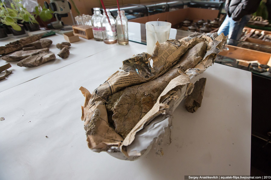 Как реставрируют динозавров Как реставрируют динозавров