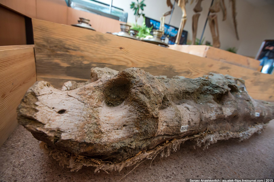 Как реставрируют динозавров Как реставрируют динозавров