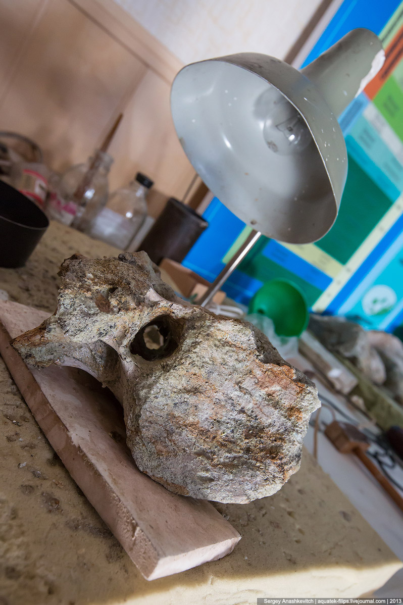 Как реставрируют динозавров Как реставрируют динозавров