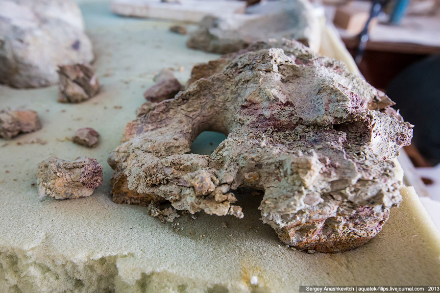 Как реставрируют динозавров Как реставрируют динозавров