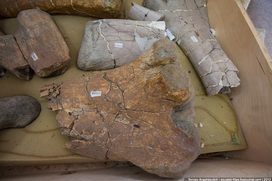 Как реставрируют динозавров Как реставрируют динозавров