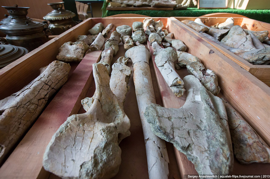 Как реставрируют динозавров Как реставрируют динозавров