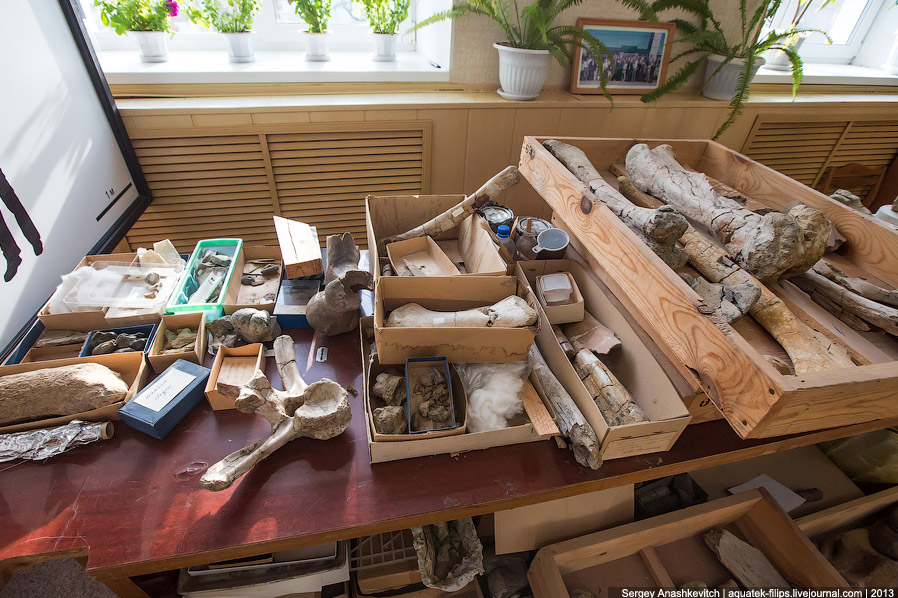 Как реставрируют динозавров Как реставрируют динозавров