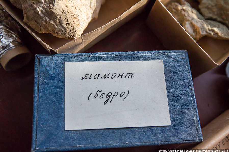 Как реставрируют динозавров Как реставрируют динозавров