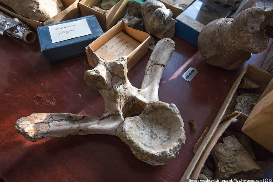 Как реставрируют динозавров Как реставрируют динозавров