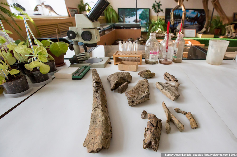 Как реставрируют динозавров Как реставрируют динозавров