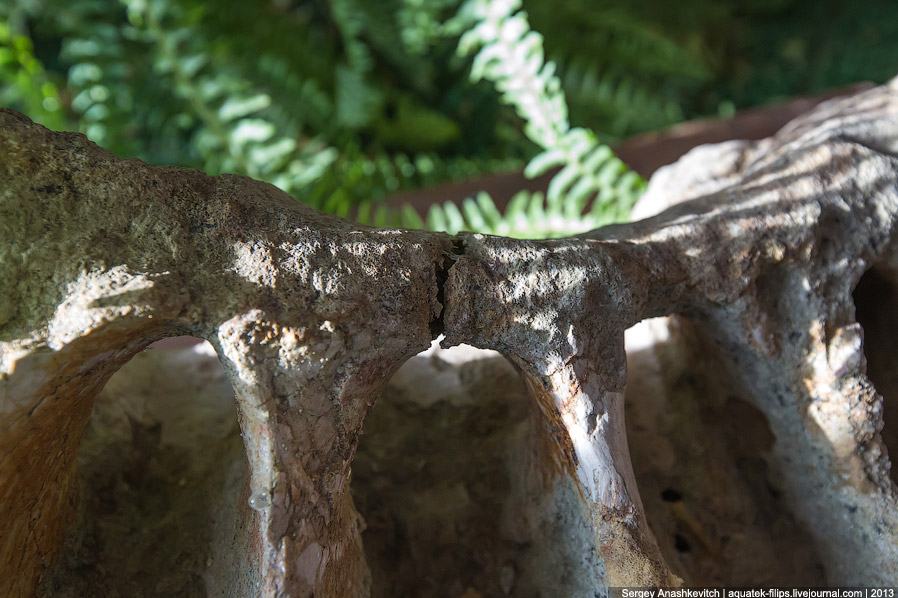 Как реставрируют динозавров Как реставрируют динозавров