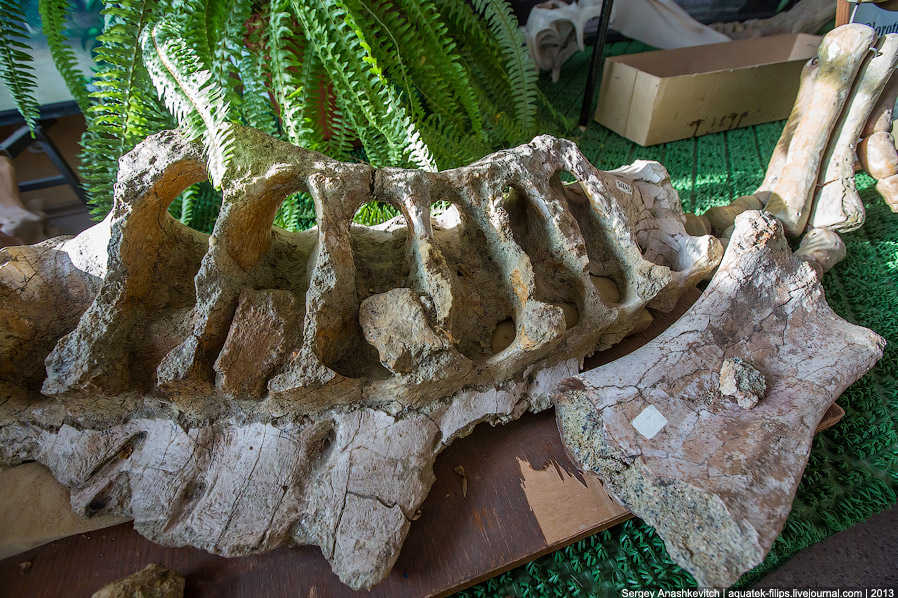 Как реставрируют динозавров Как реставрируют динозавров