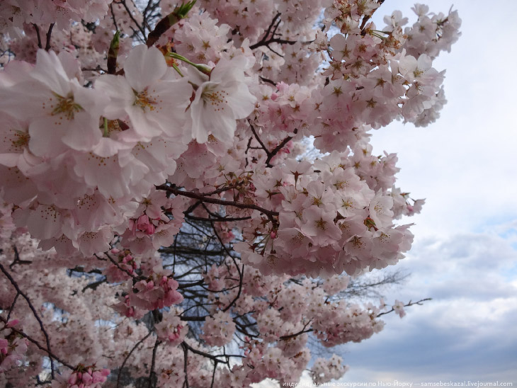 Фестиваль цветения вишни