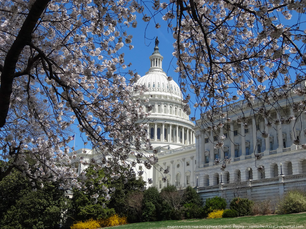 Фестиваль цветения вишни