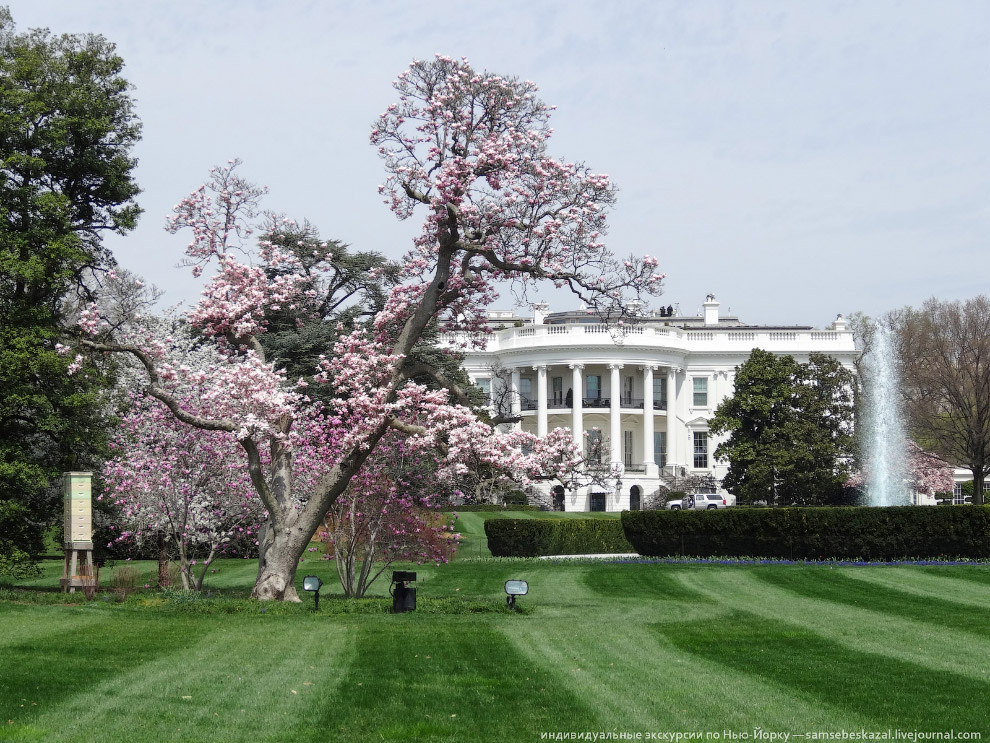 Фестиваль цветения вишни