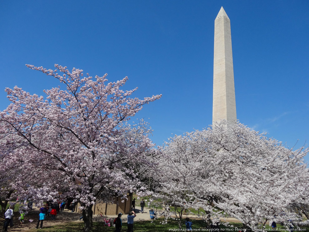 Фестиваль цветения вишни