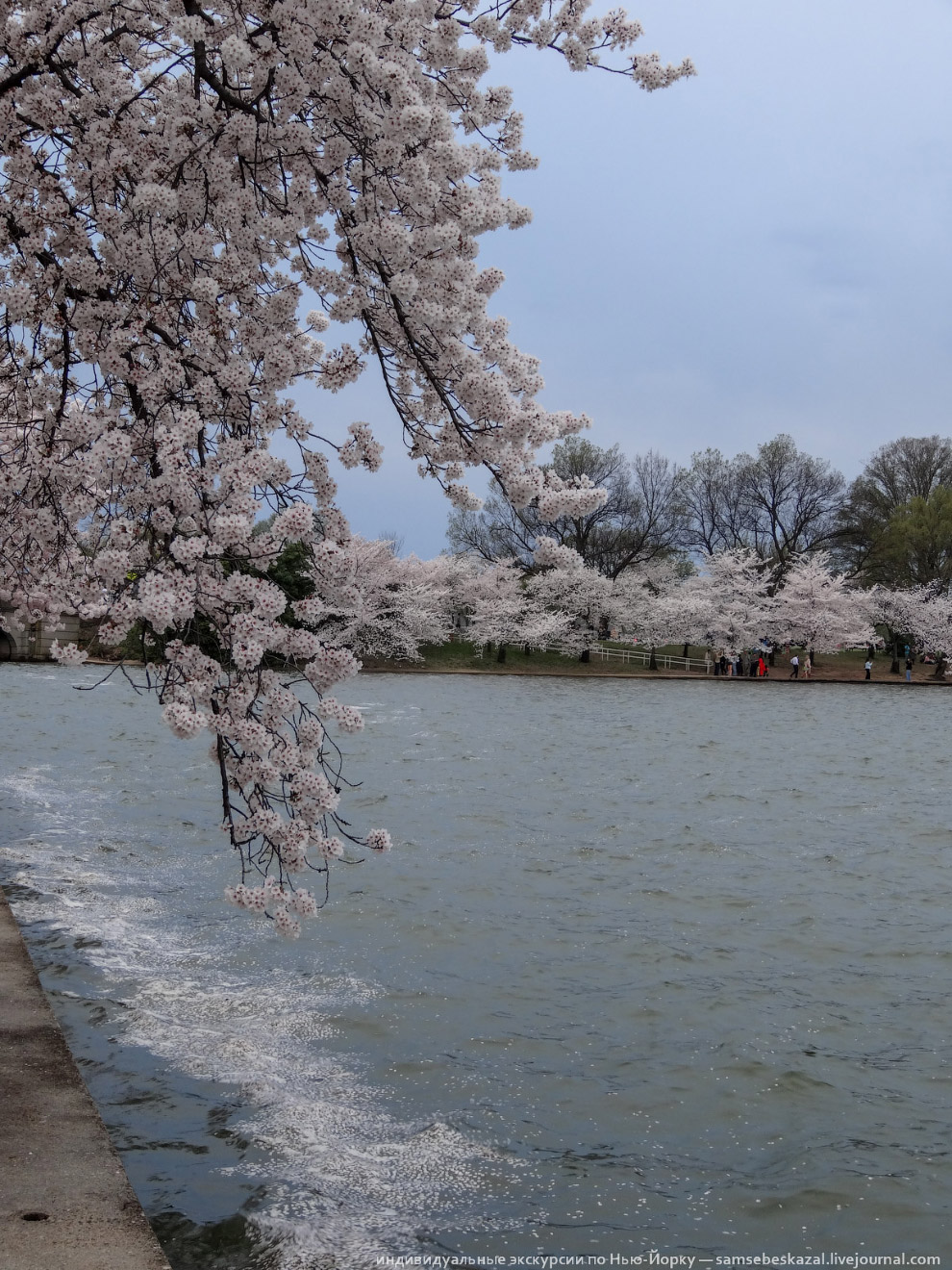 Фестиваль цветения вишни