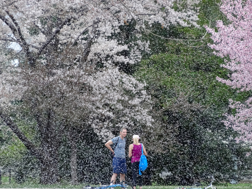 Фестиваль цветения вишни