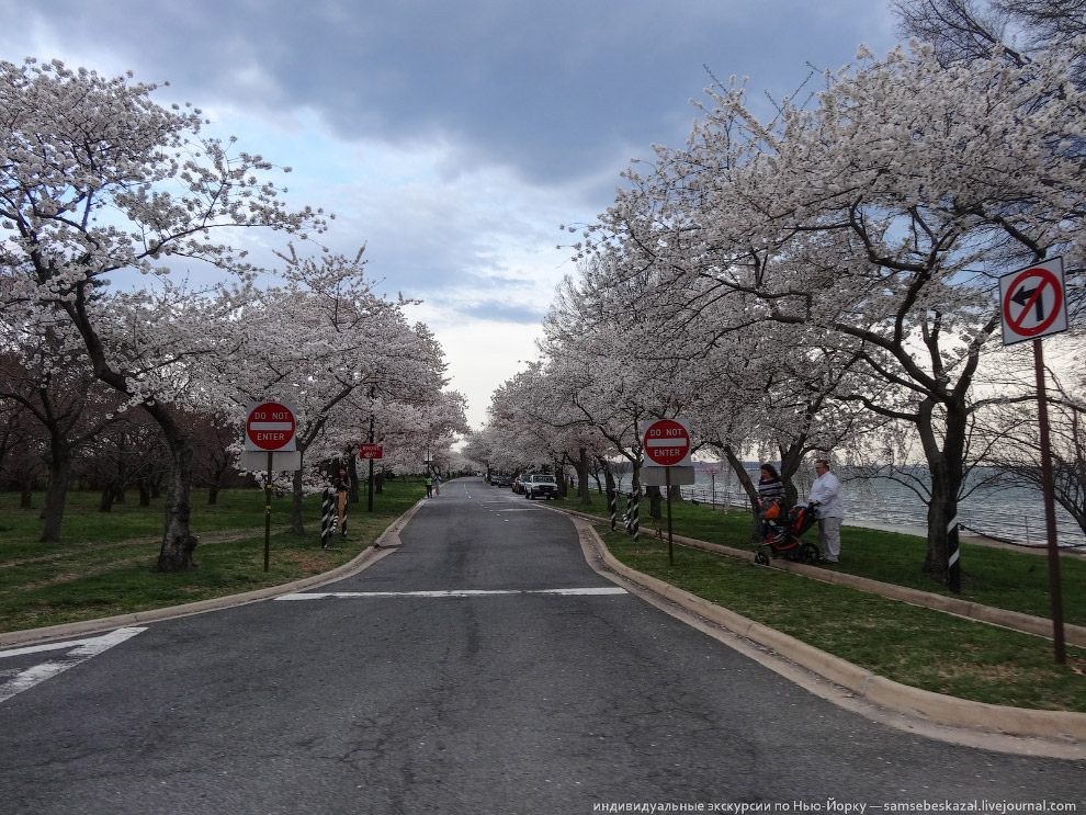 Фестиваль цветения вишни