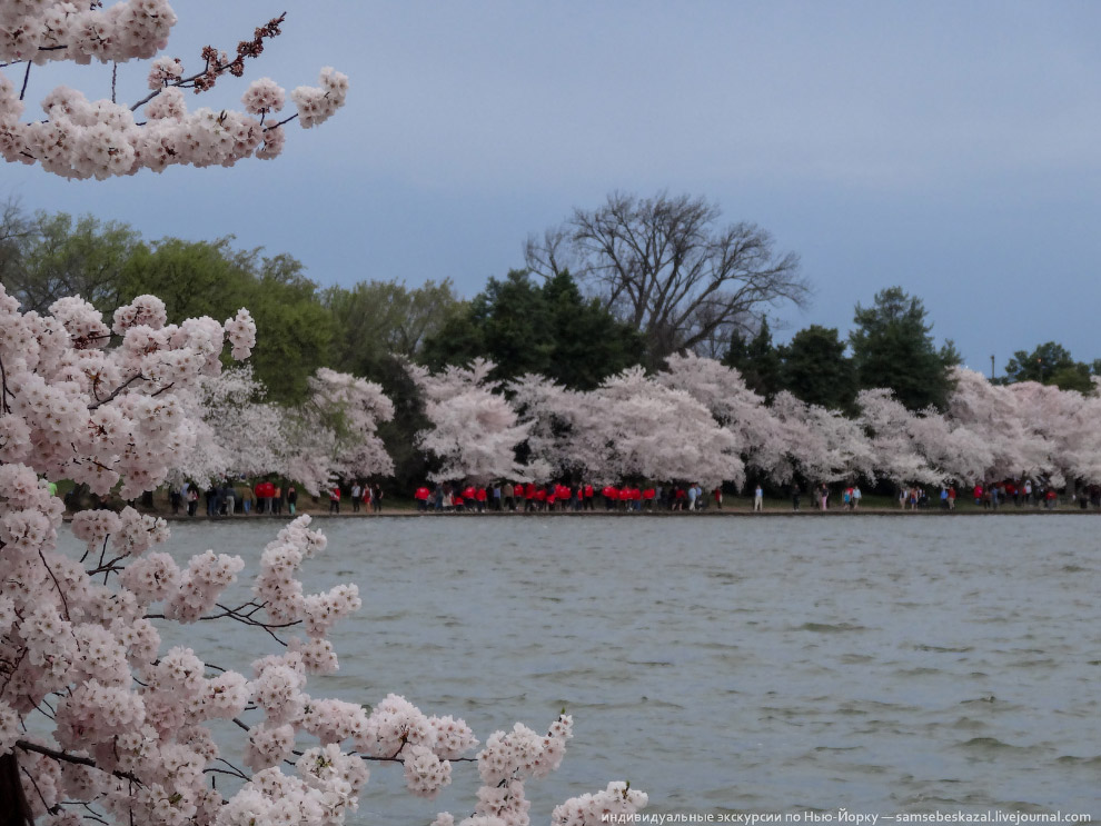 Фестиваль цветения вишни