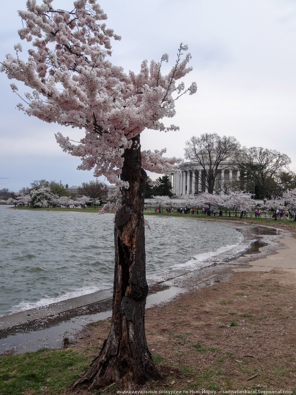 Фестиваль цветения вишни