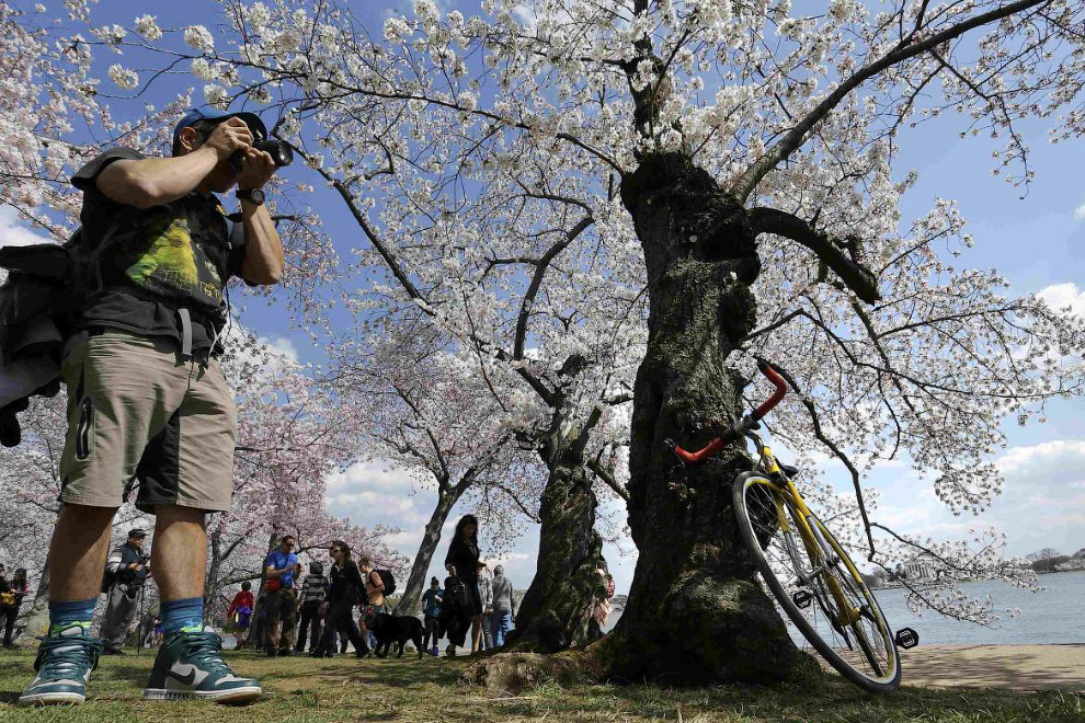 Фестиваль цветения вишни