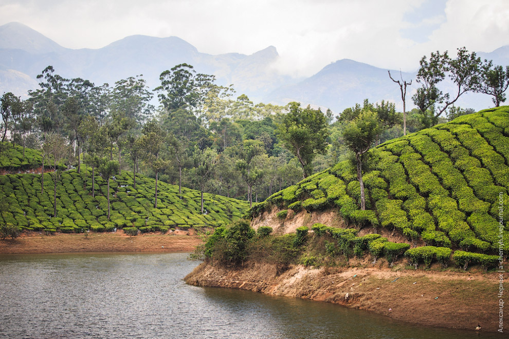 Чайные плантации Муннара