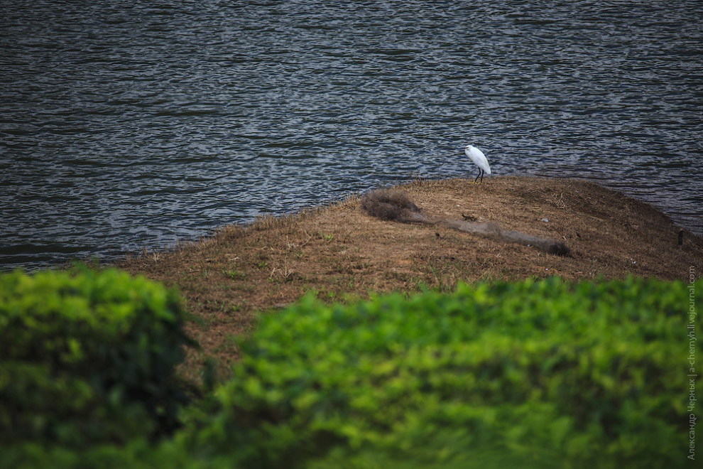 Чайные плантации Муннара