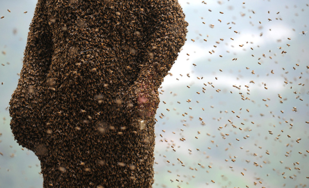 «Живой костюм» из пчел