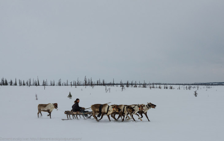 Путешествие по тундре и День оленевода Путешествие по тундре и День оленевода