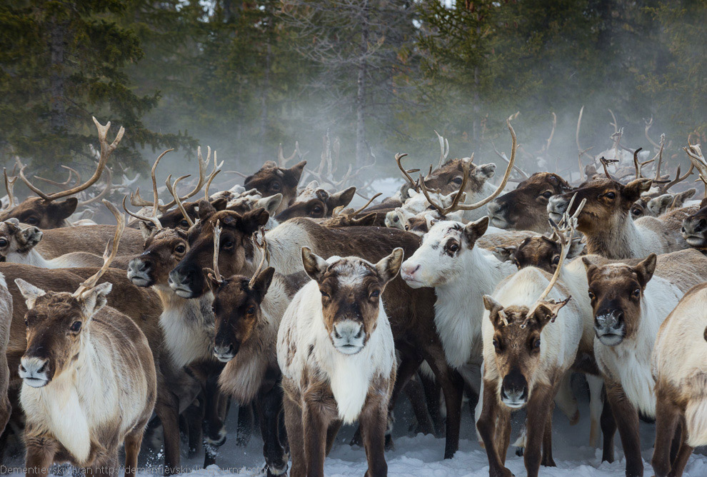 Путешествие по тундре и День оленевода Путешествие по тундре и День оленевода