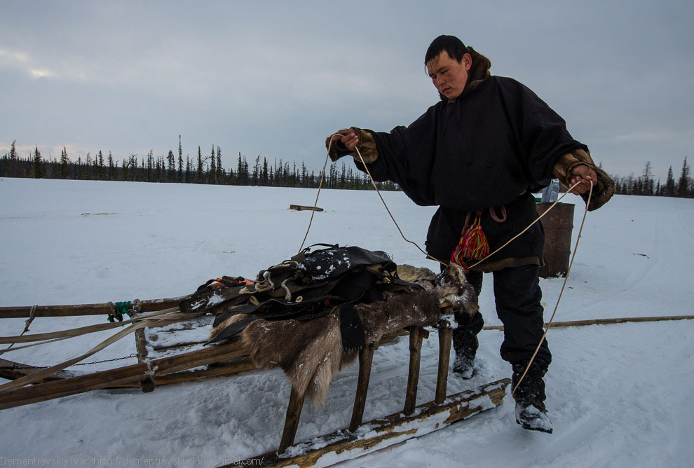 Путешествие по тундре и День оленевода Путешествие по тундре и День оленевода