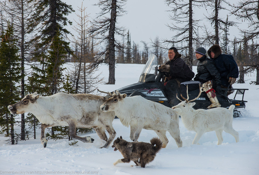 Путешествие по тундре и День оленевода Путешествие по тундре и День оленевода
