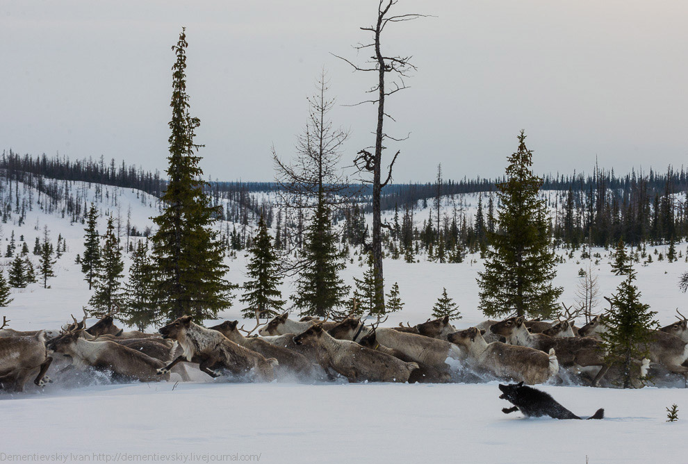 Путешествие по тундре и День оленевода Путешествие по тундре и День оленевода